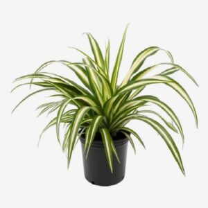 Chlorophytum