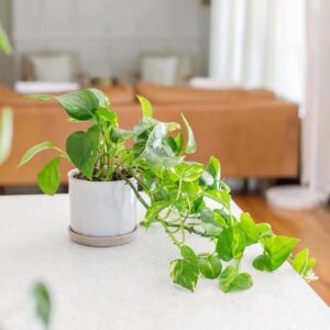 Golden Pothos Plant