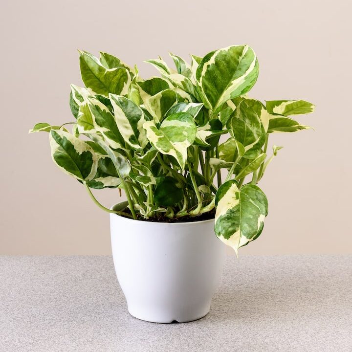 Money plant enjoy