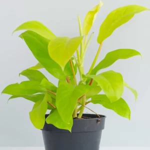 Philodendron ceylon gold