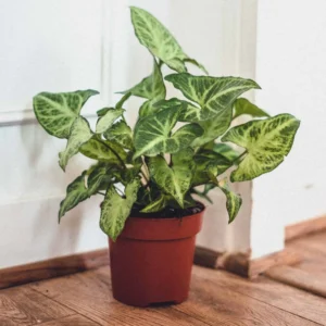 Syngonium white butterfly