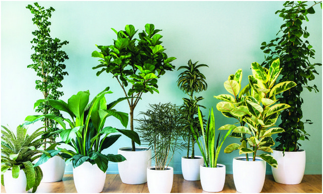 Assortment of vibrant indoor plants in white pots, arranged creatively to showcase modern landscape designing for interior spaces.